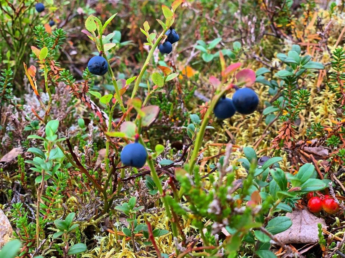 Villa Haukka Saariselka Esterno foto